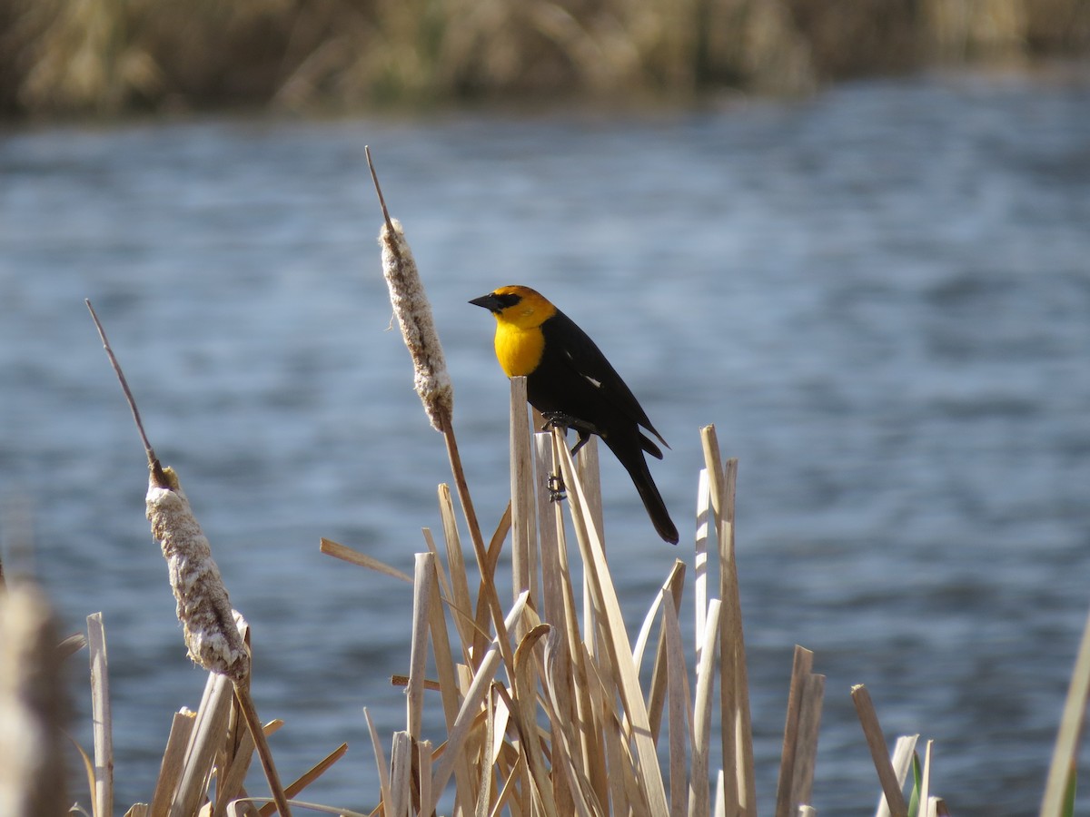 Yellow-headed Blackbird - ML27642171