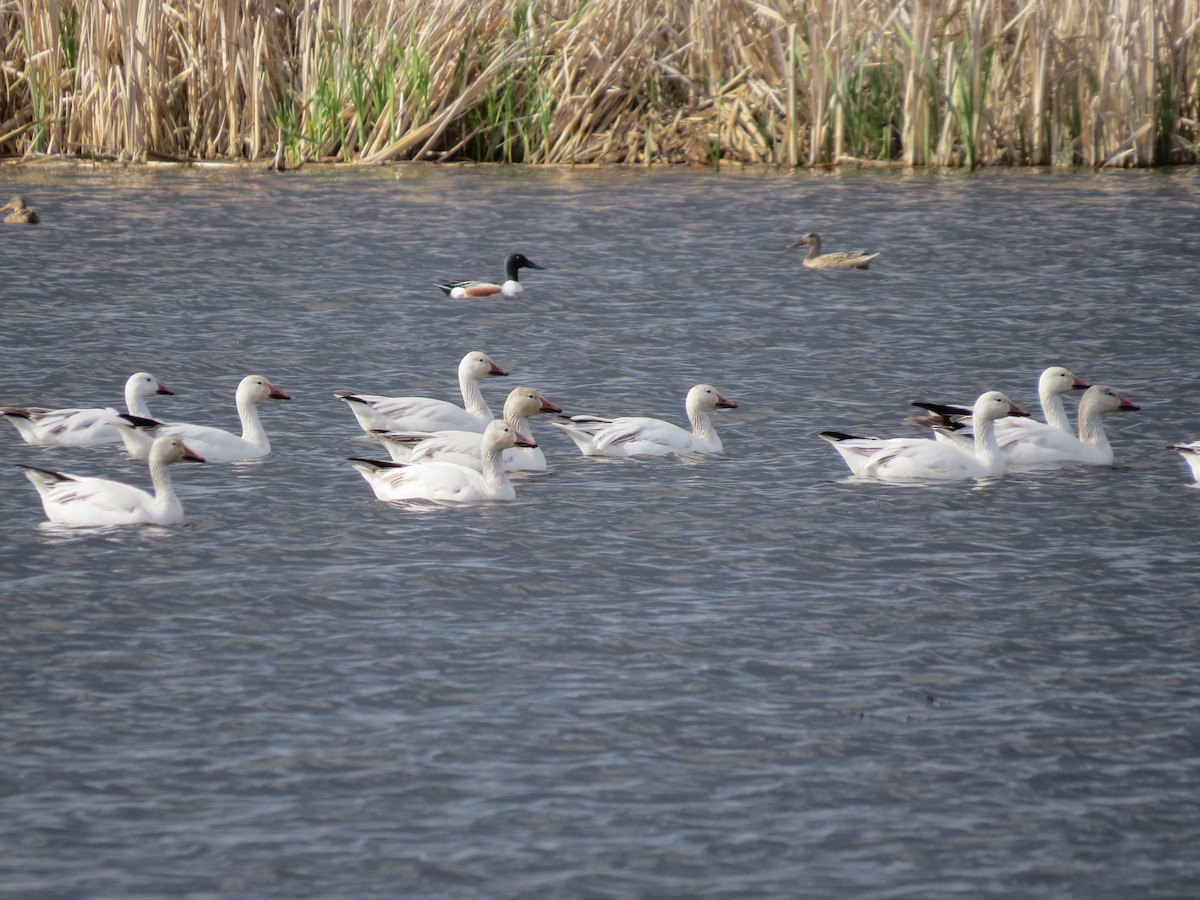 Snow Goose - Dean Nicholson