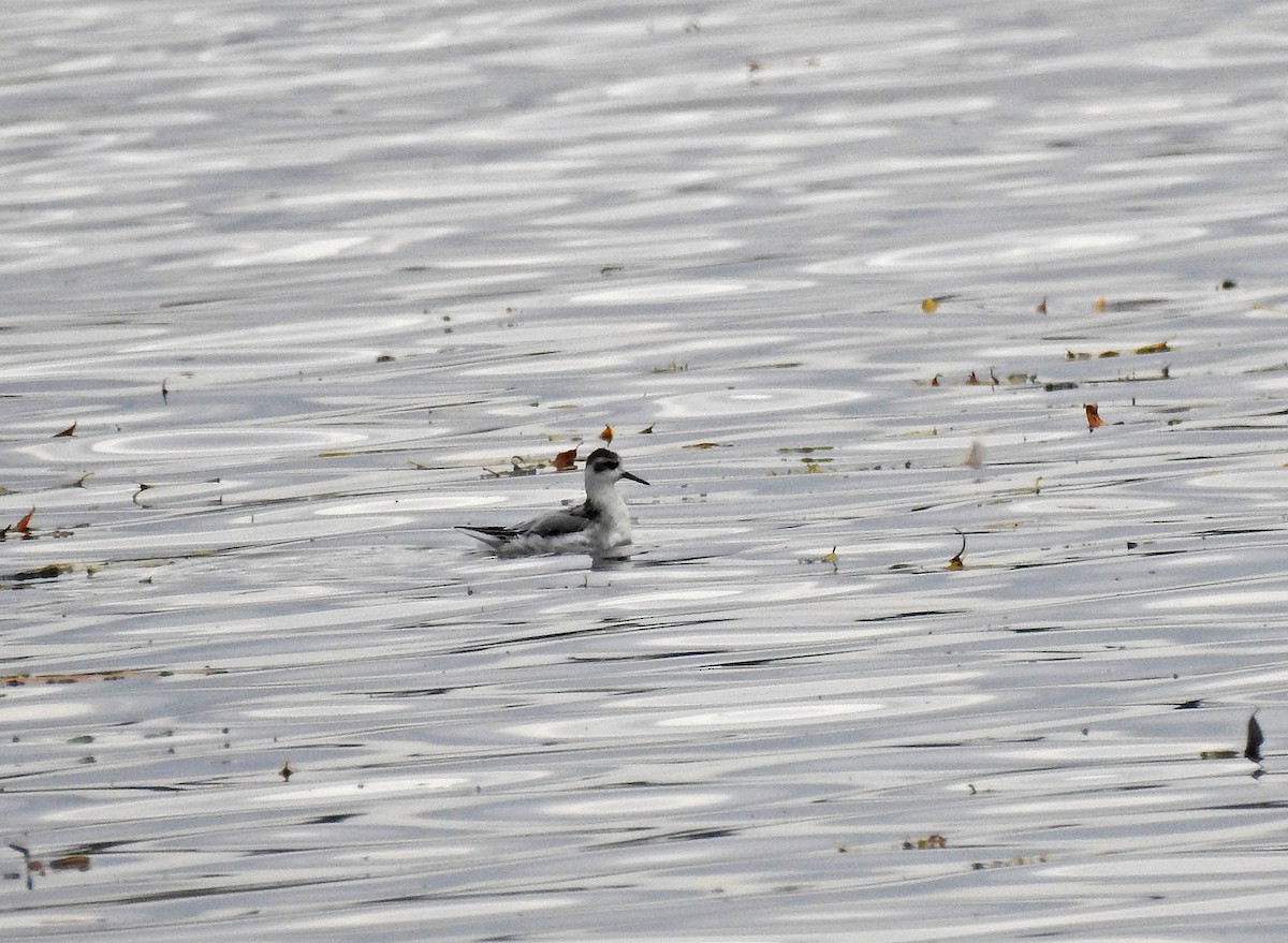 Red Phalarope - ML276424021