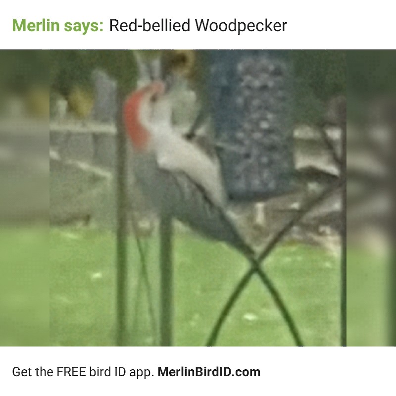 Red-bellied Woodpecker - Greg Mayos