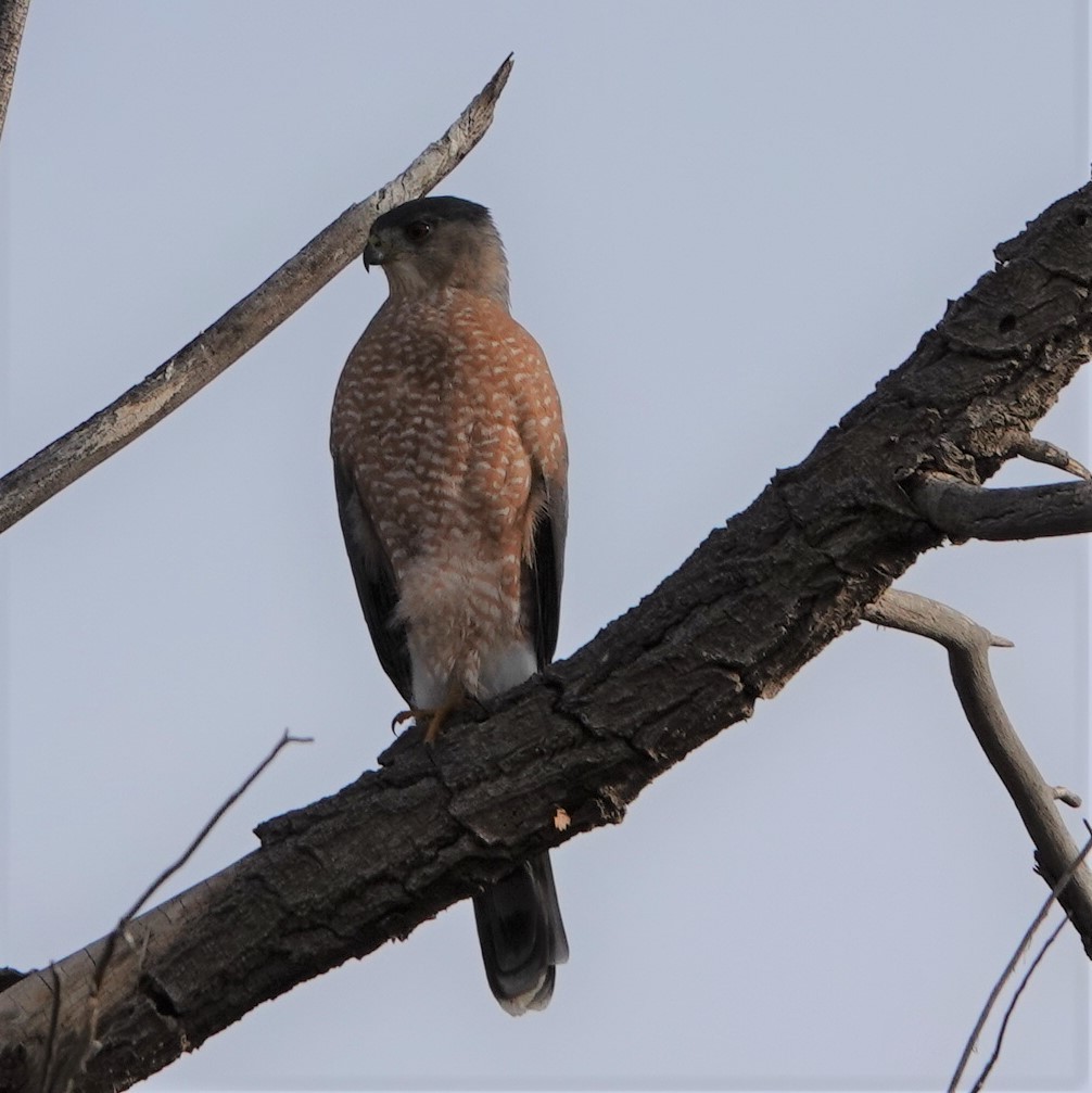 Cooper's Hawk - ML276424941