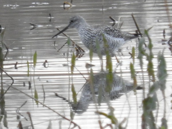 Greater Yellowlegs - Brian White