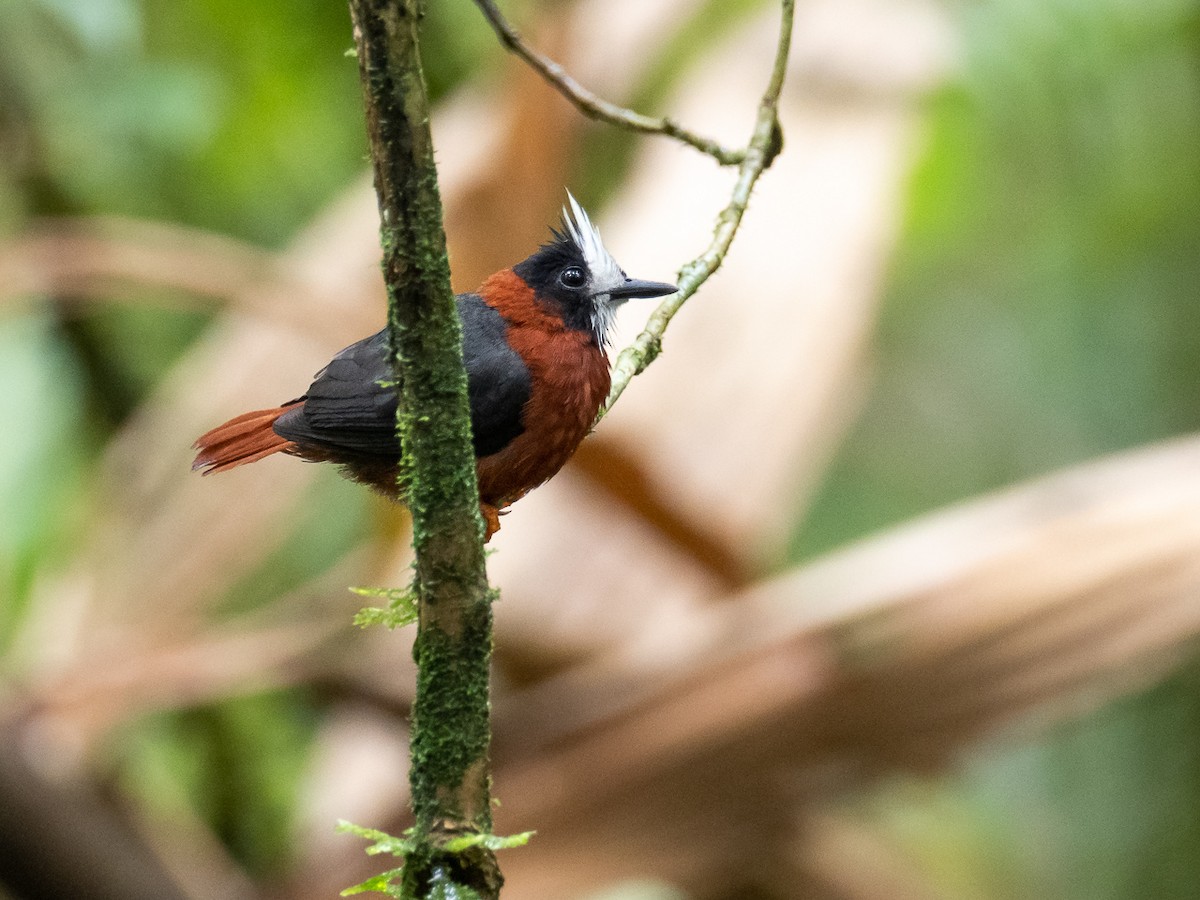 White-plumed Antbird - Chris Fischer