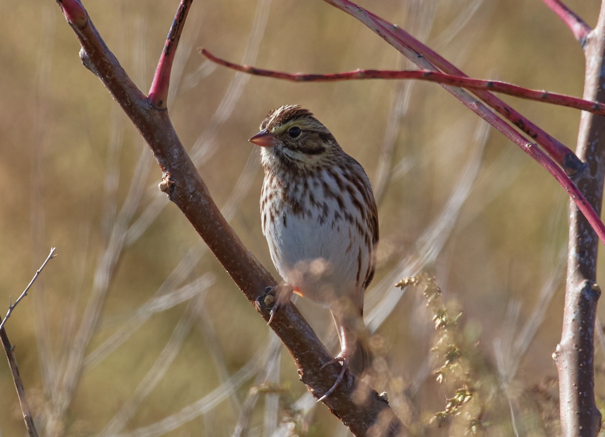 Savannah Sparrow - ML276428791