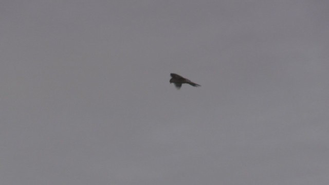 Eurasian Kestrel (Eurasian) - ML276429291