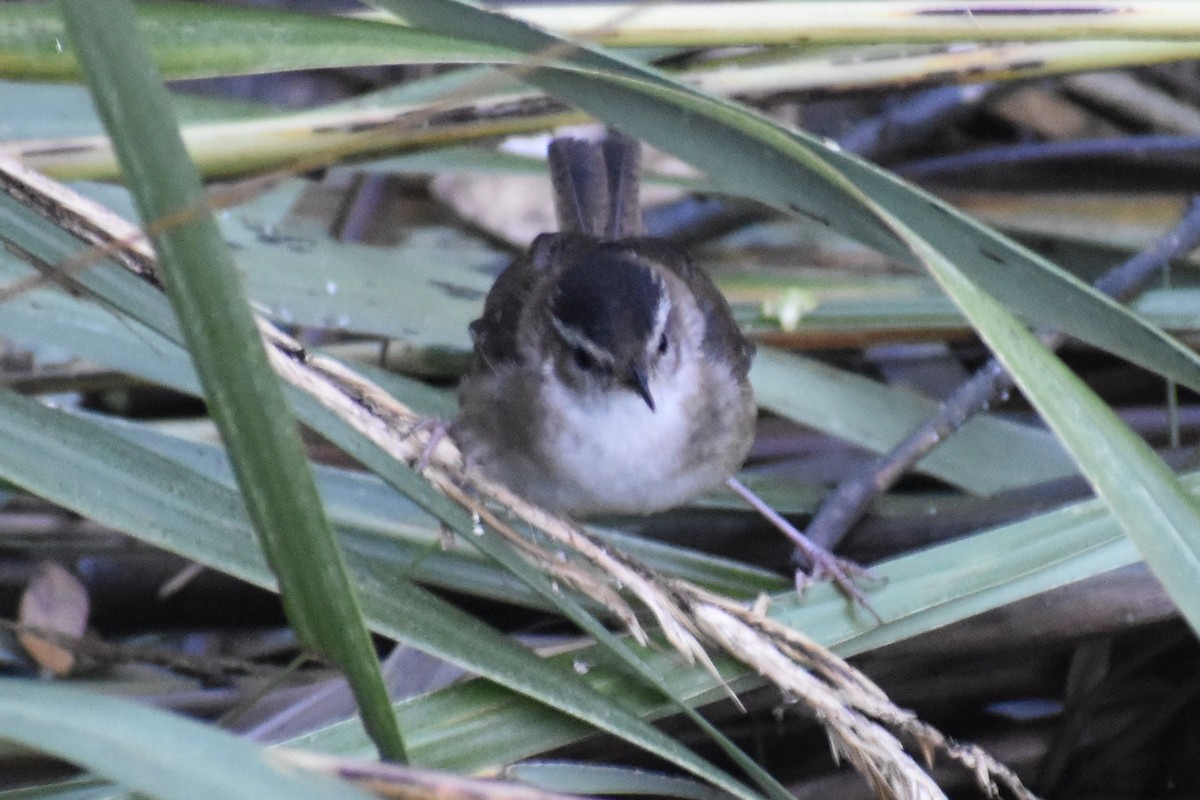 Marsh Wren - ML276429541