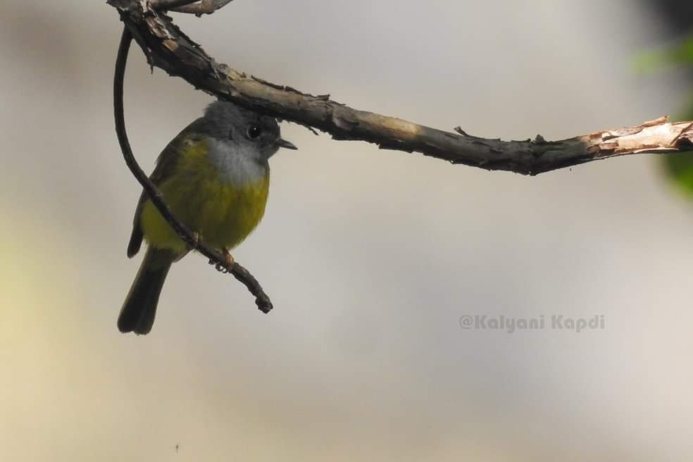 Gray-headed Canary-Flycatcher - Kalyani Kapdi