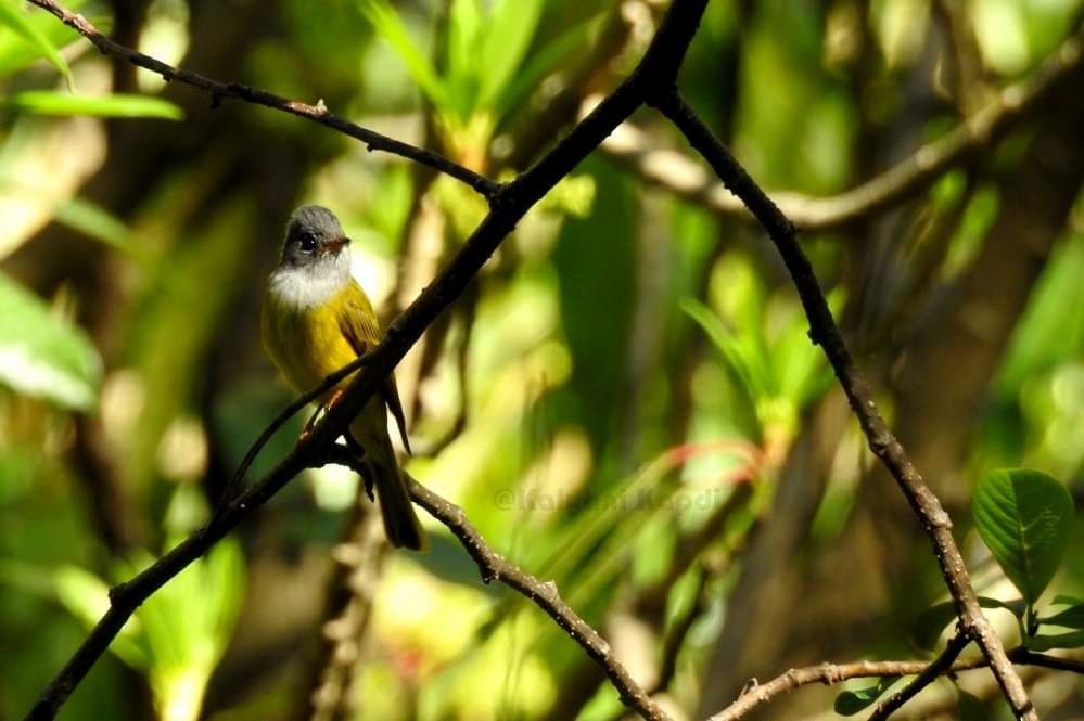 Gray-headed Canary-Flycatcher - Kalyani Kapdi