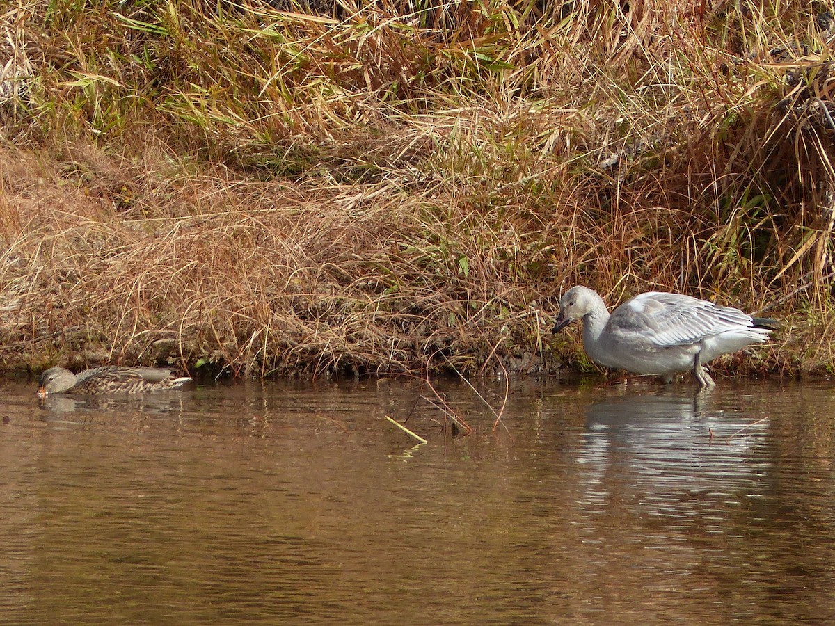 Snow Goose - ML276431231