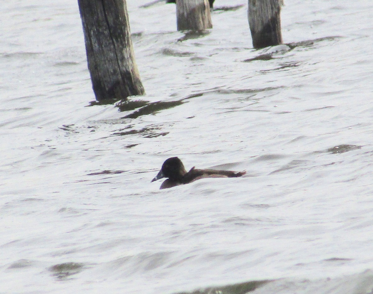 Ring-necked Duck - ML276433361