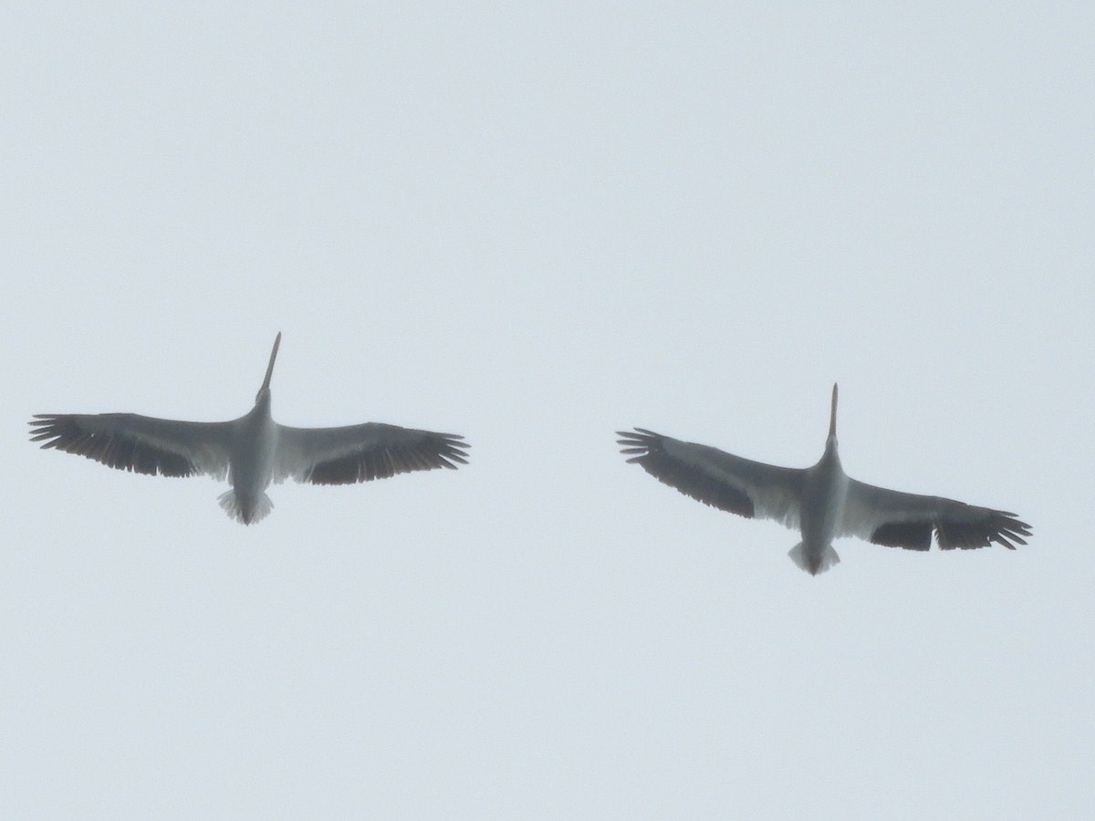 American White Pelican - ML276433391