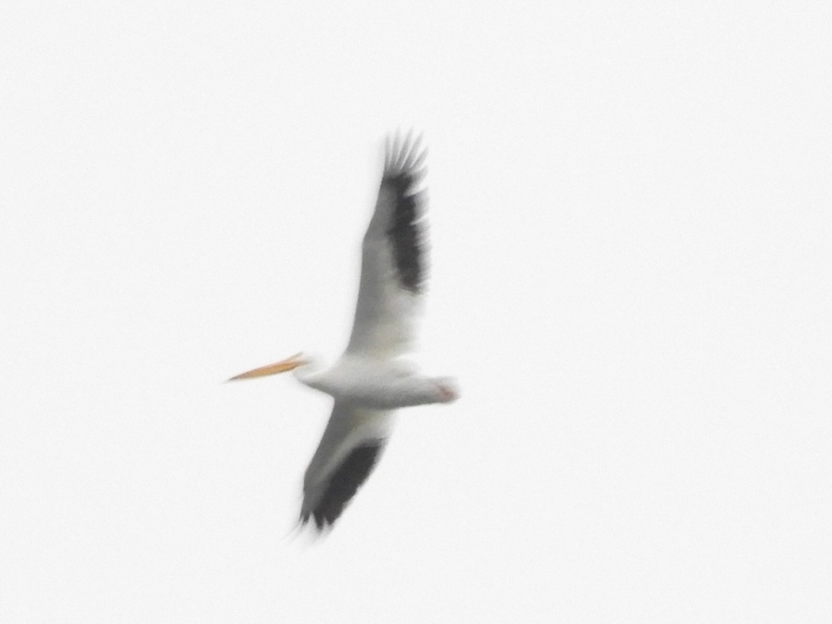 American White Pelican - ML276433671