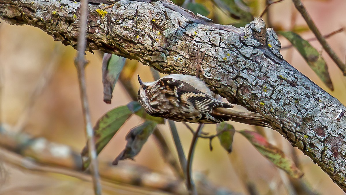 Brown Creeper - ML276434271