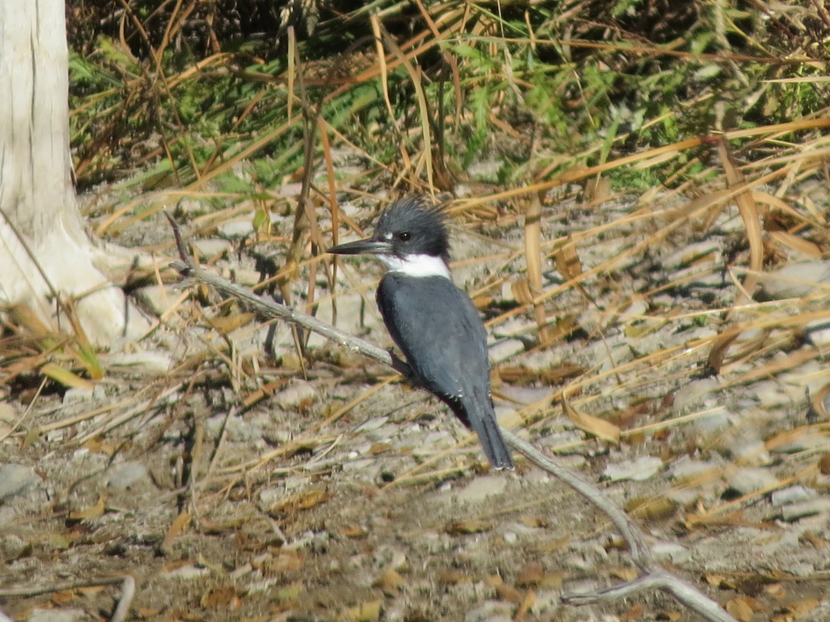Belted Kingfisher - ML276434571