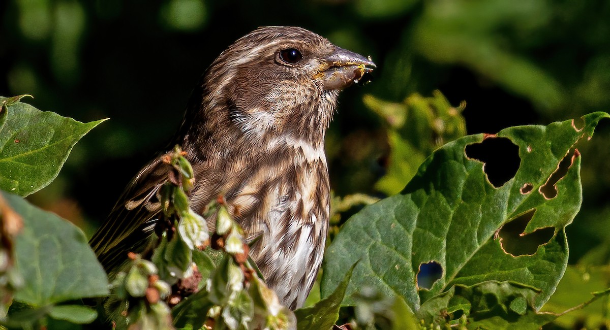 Purple Finch - ML276434771