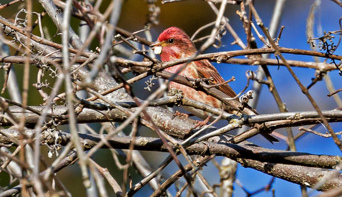 Purple Finch - ML276435081