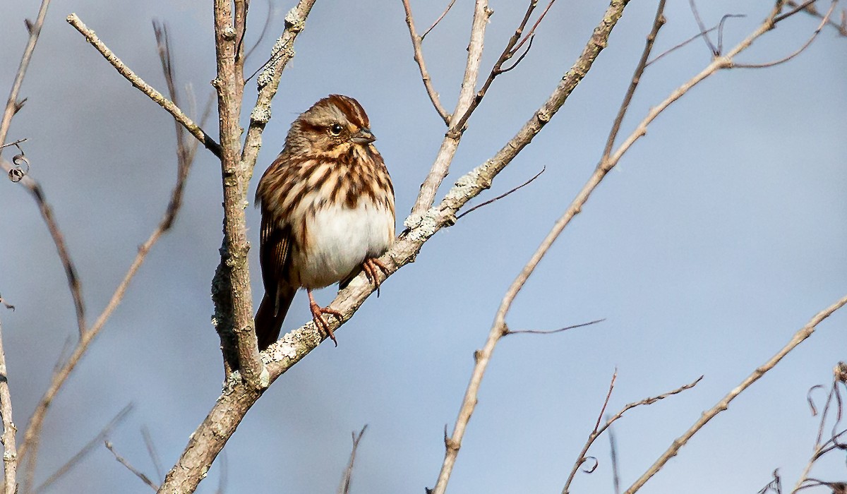 Song Sparrow - ML276435401