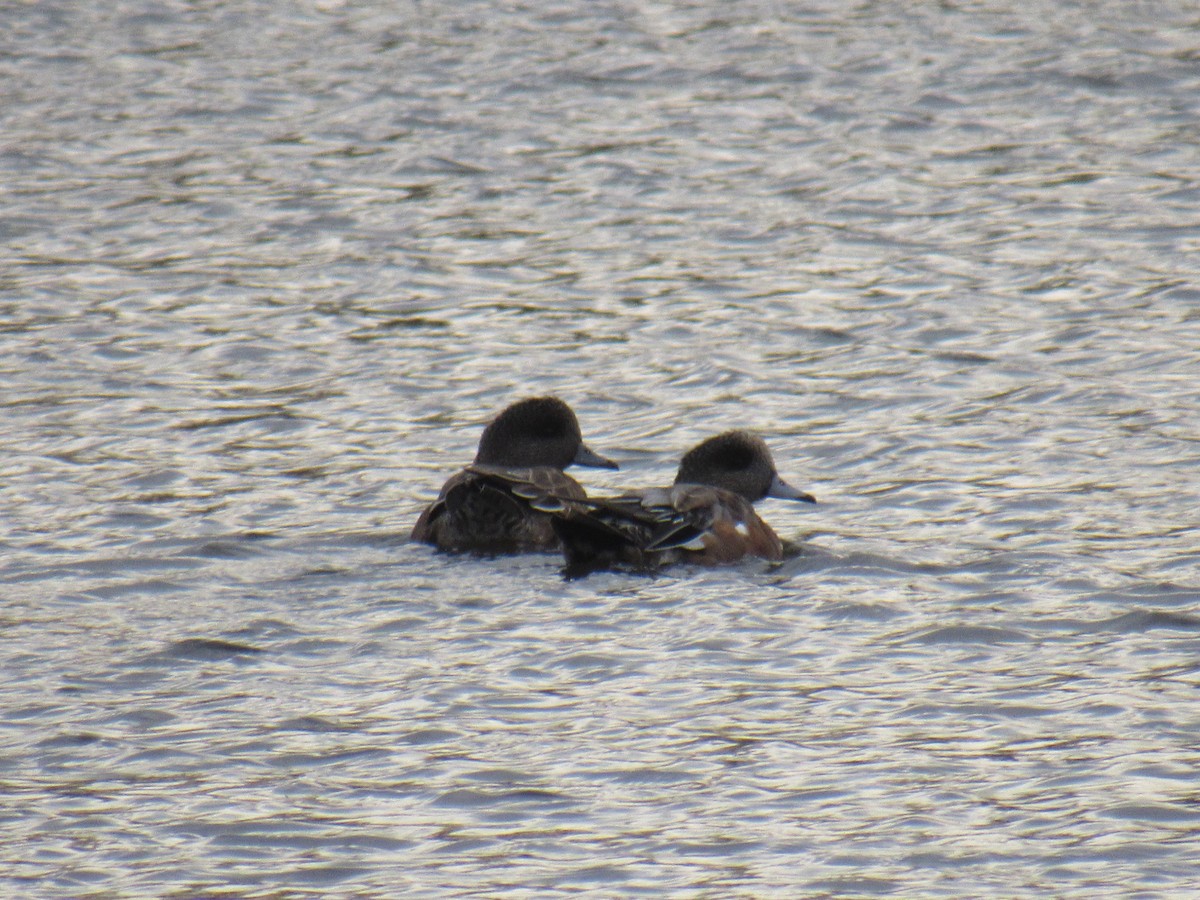 American Wigeon - ML276435461