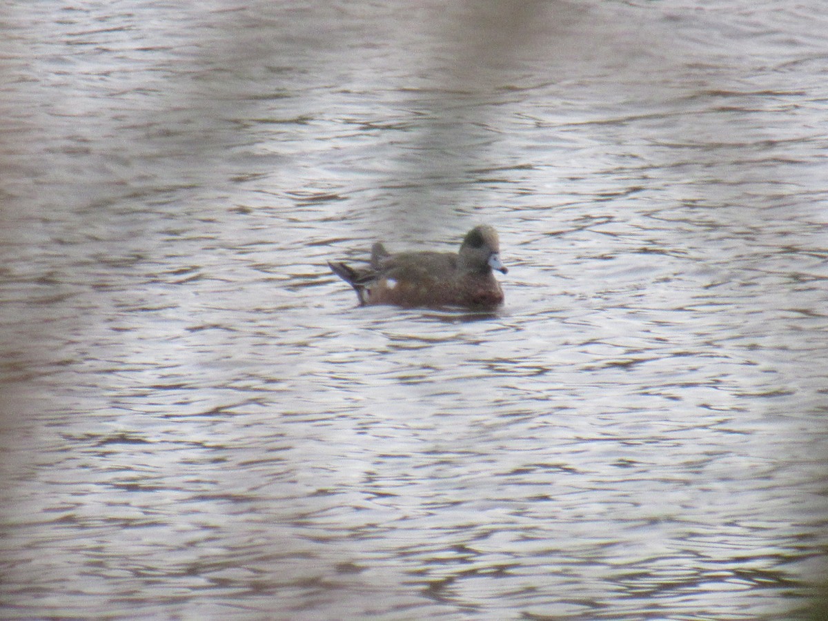 American Wigeon - ML276435531