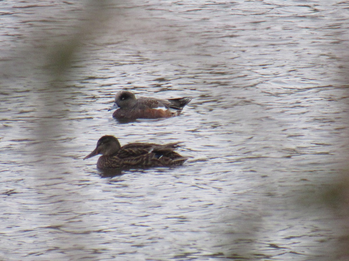 American Wigeon - ML276435551