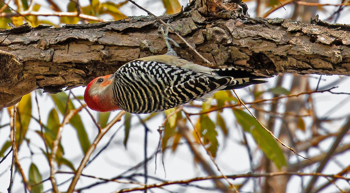 Red-bellied Woodpecker - ML276435861