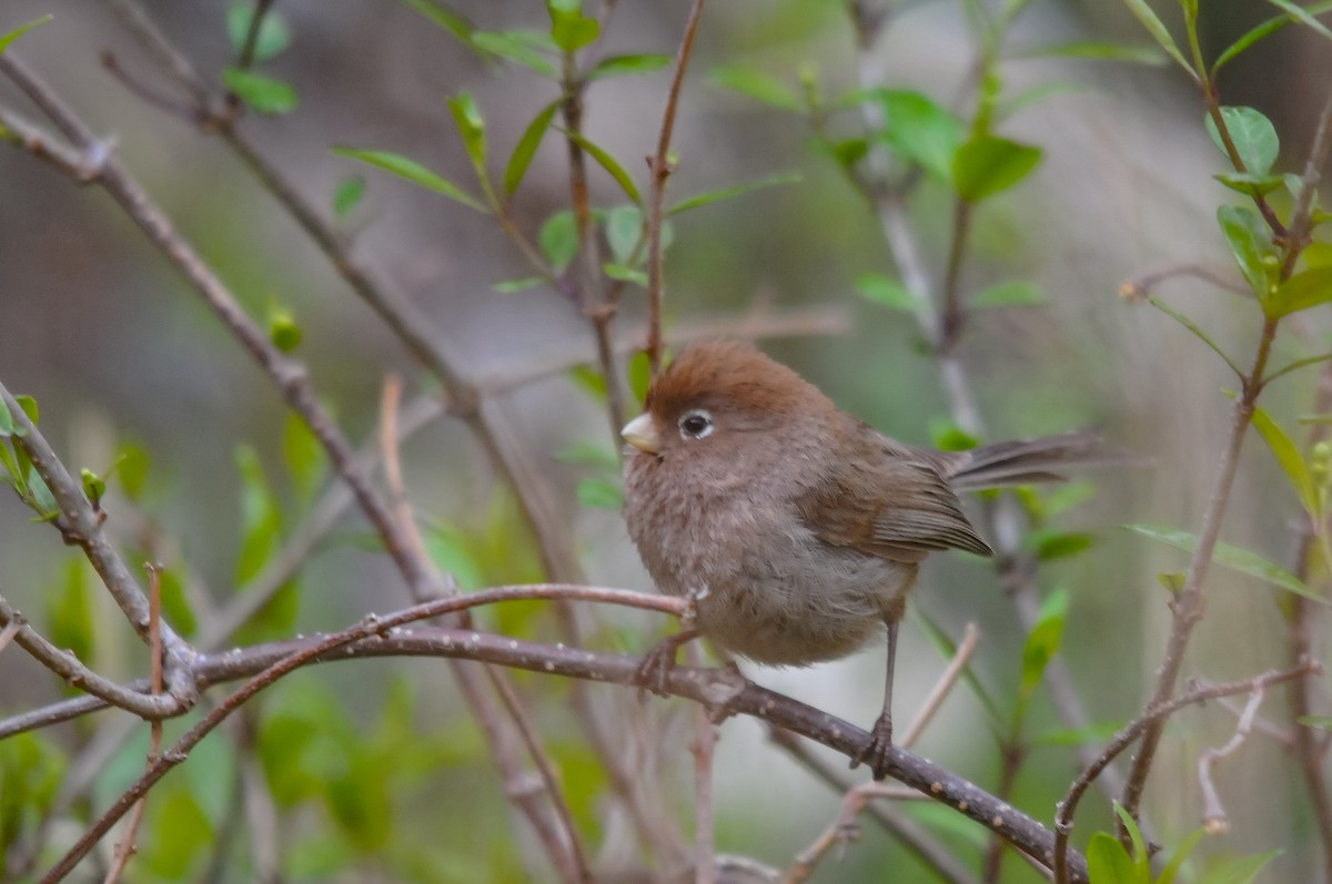 Spectacled Parrotbill - Augusto Faustino