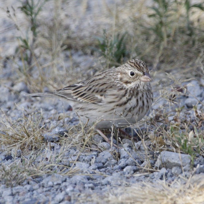 Vesper Sparrow - ML276437111
