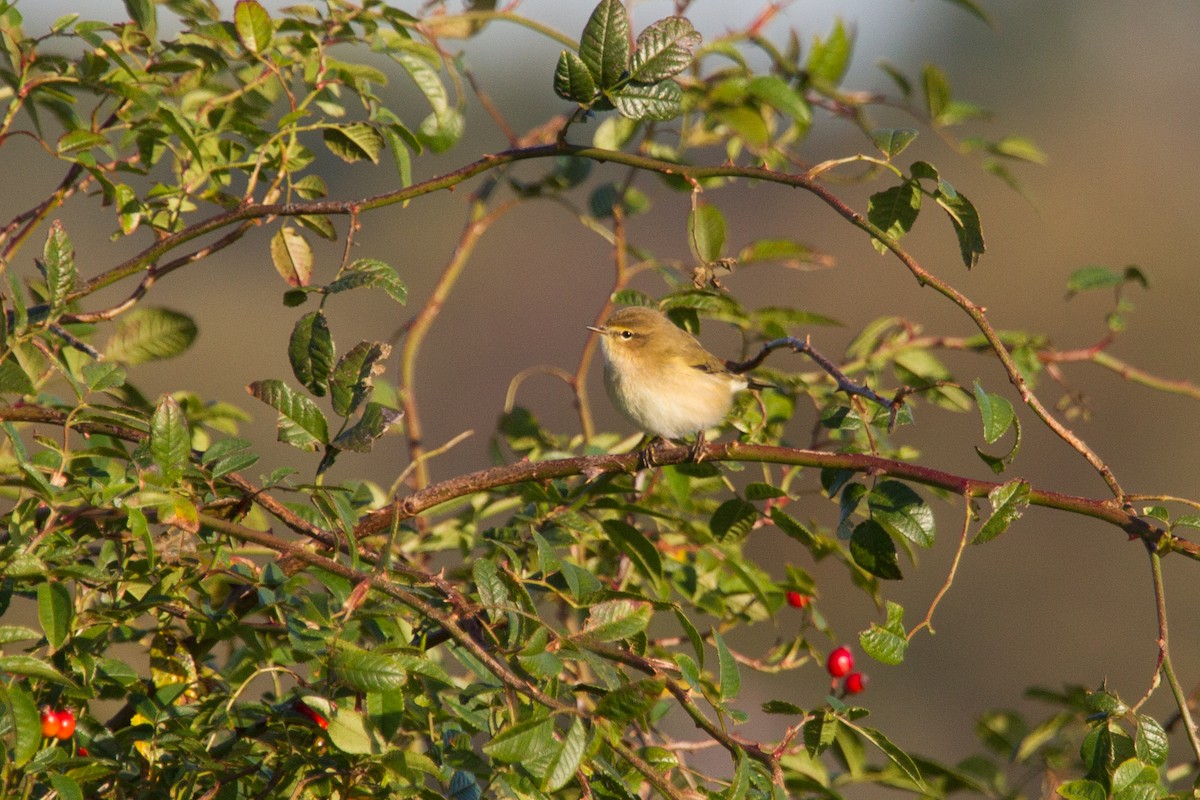 Common Chiffchaff - Simon Colenutt