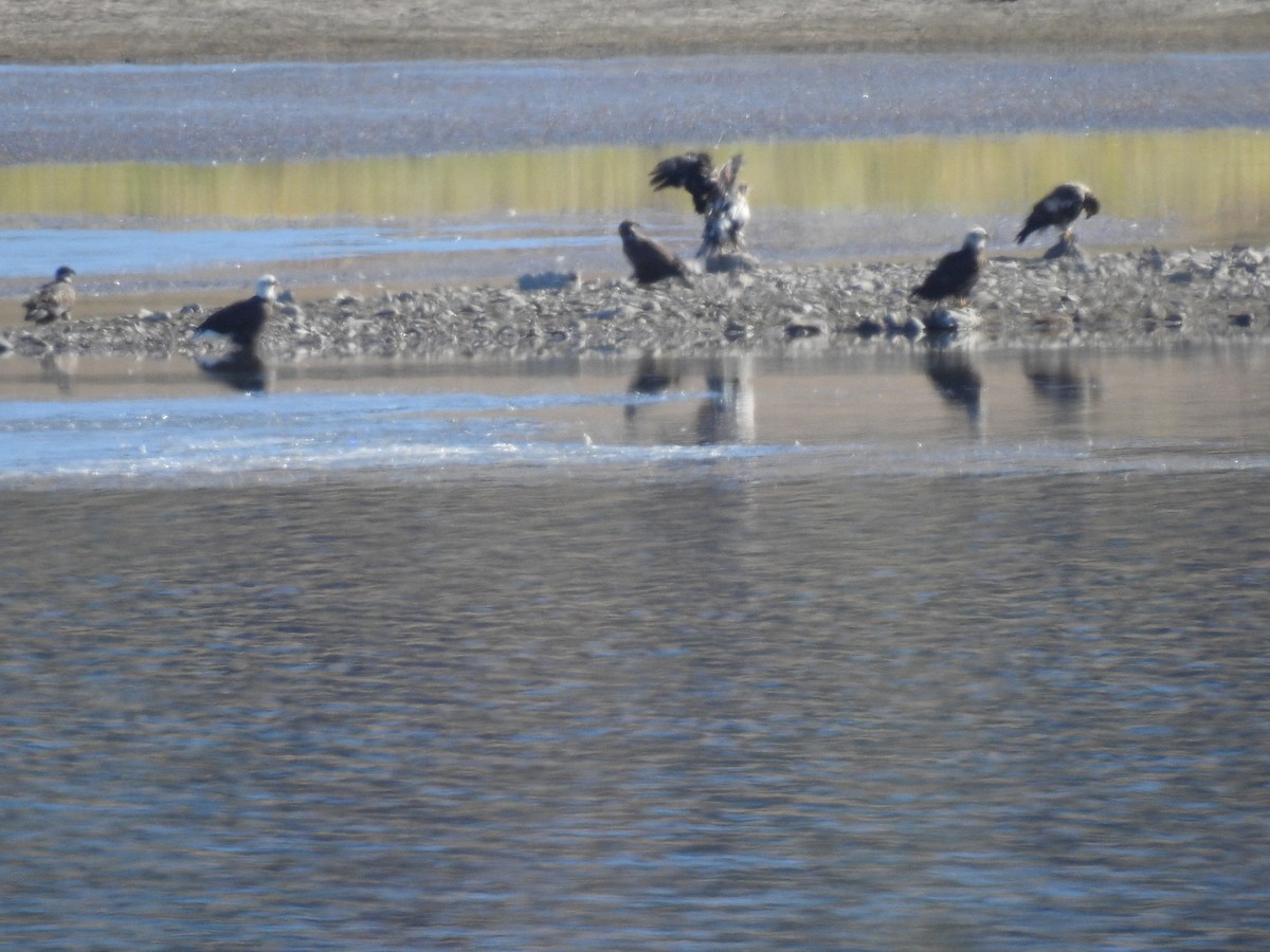 Weißkopf-Seeadler - ML276439611