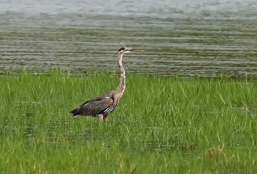 Garza Azulada - ML27644141