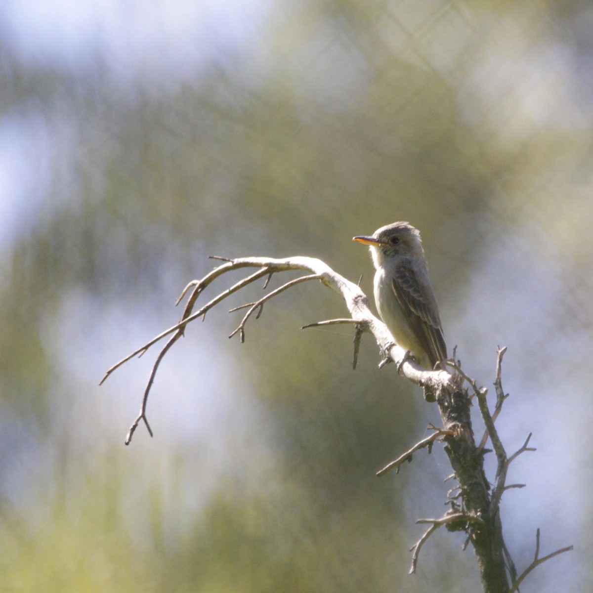 Greater Pewee - ML276442801