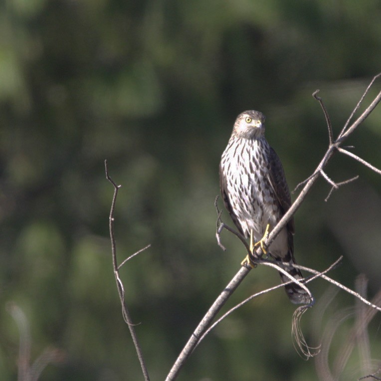 Cooper's Hawk - ML276442861