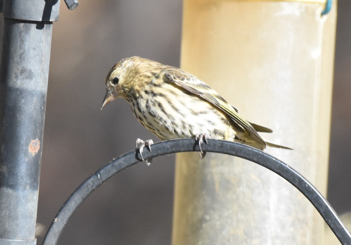 Pine Siskin - ML276444041