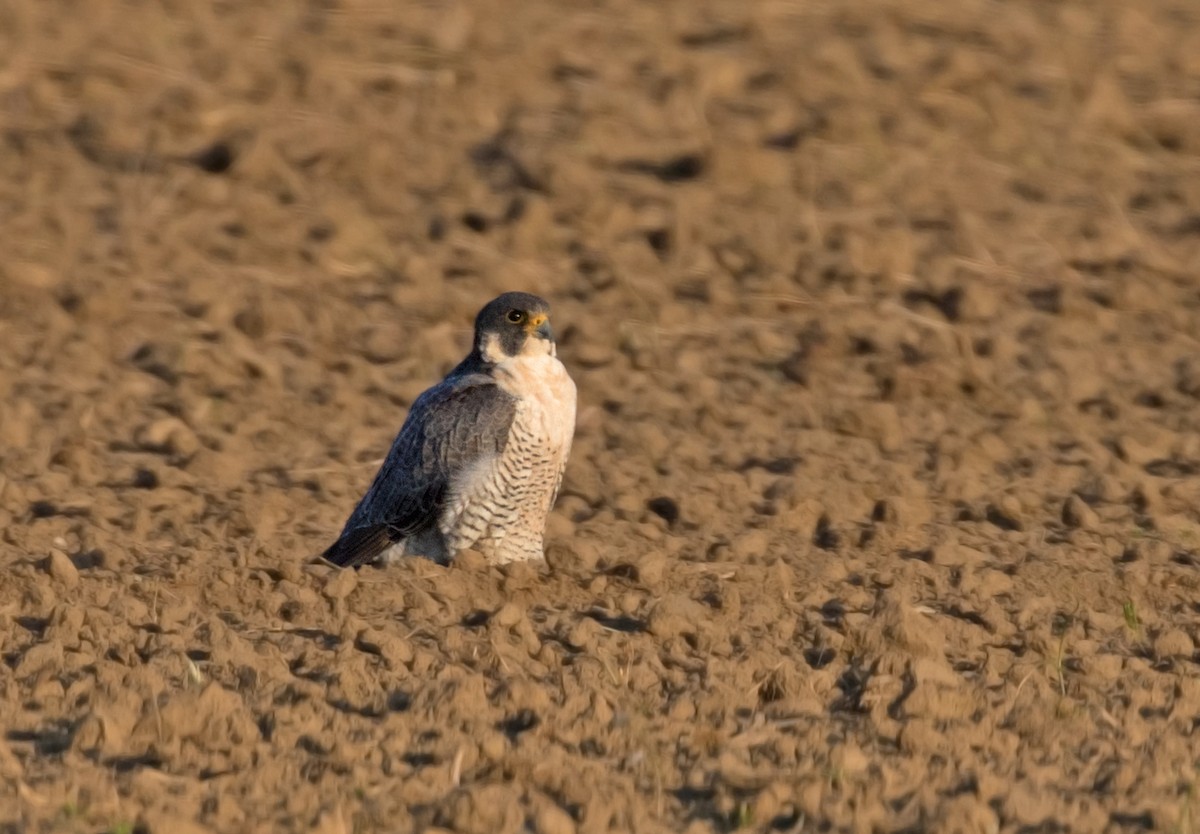 Peregrine Falcon - ML27644481