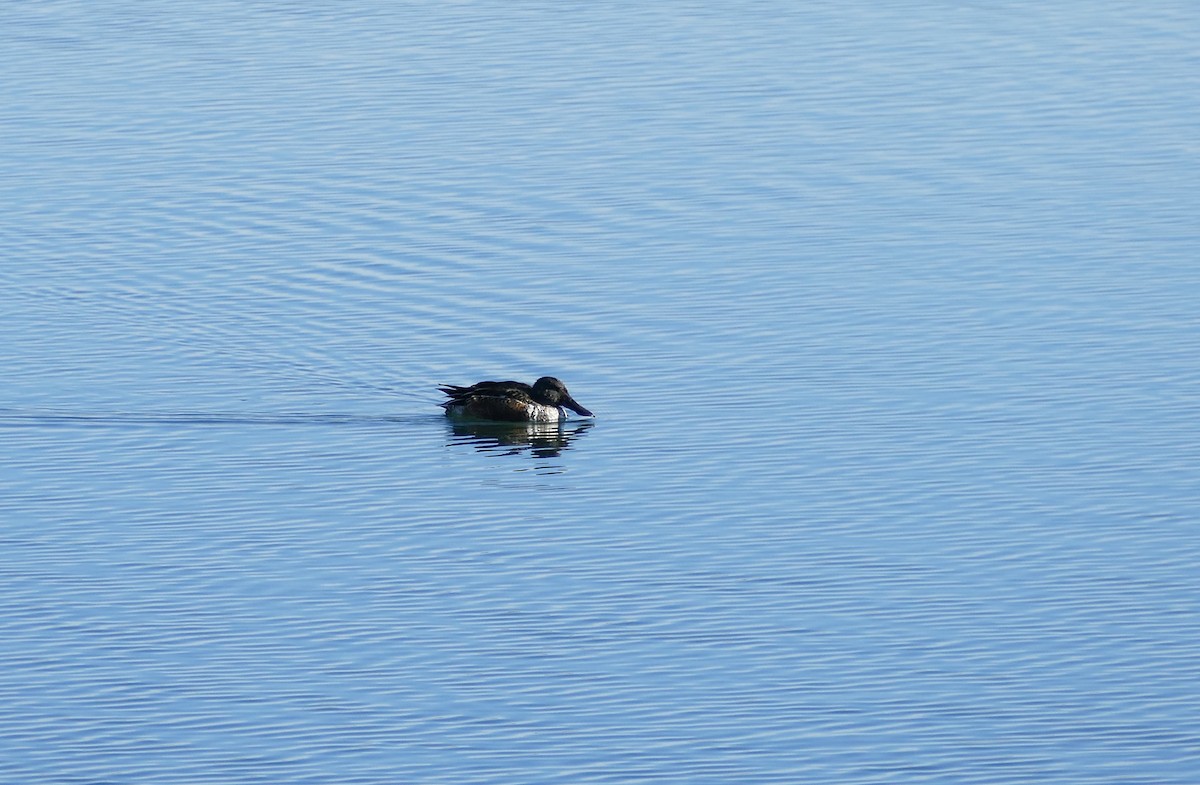 Northern Shoveler - ML276445521