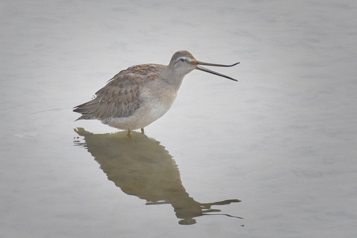 Long-billed Dowitcher - ML276445591
