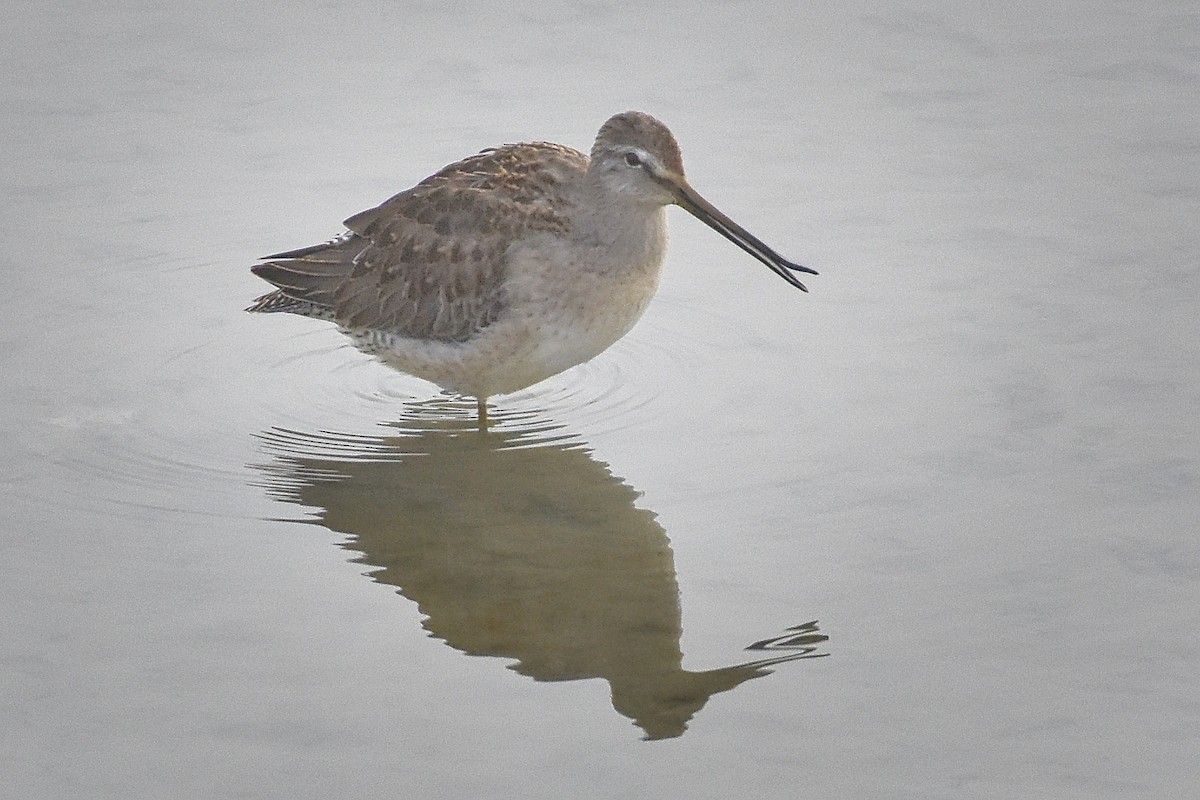 Long-billed Dowitcher - ML276445601
