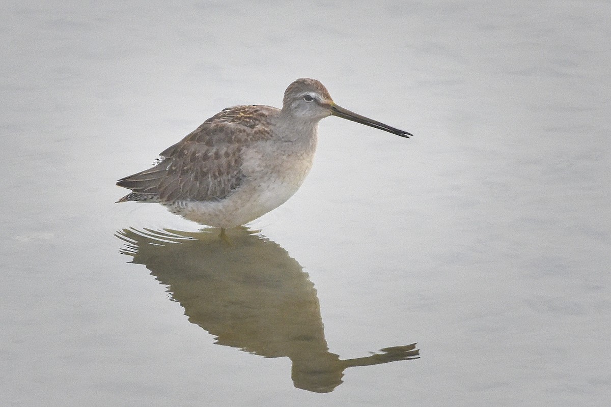 Long-billed Dowitcher - ML276445621