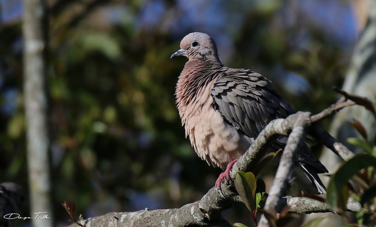 Eared Dove - ML276445651