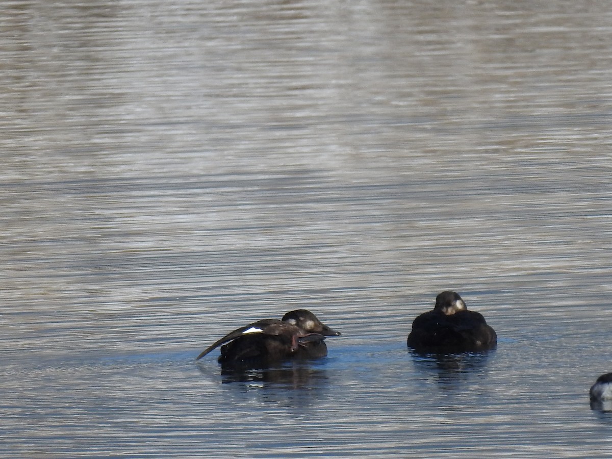 White-winged Scoter - ML276445761