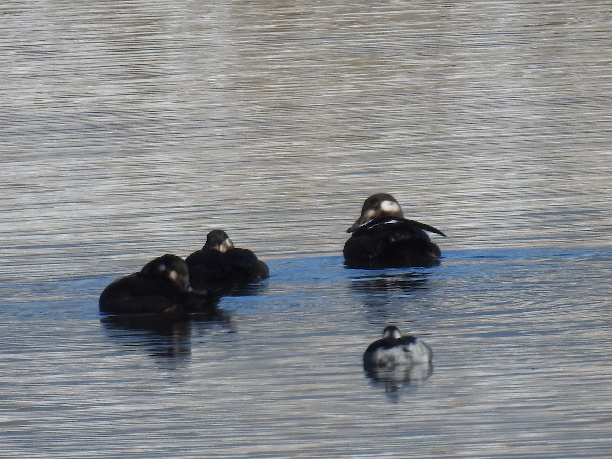 White-winged Scoter - ML276445911