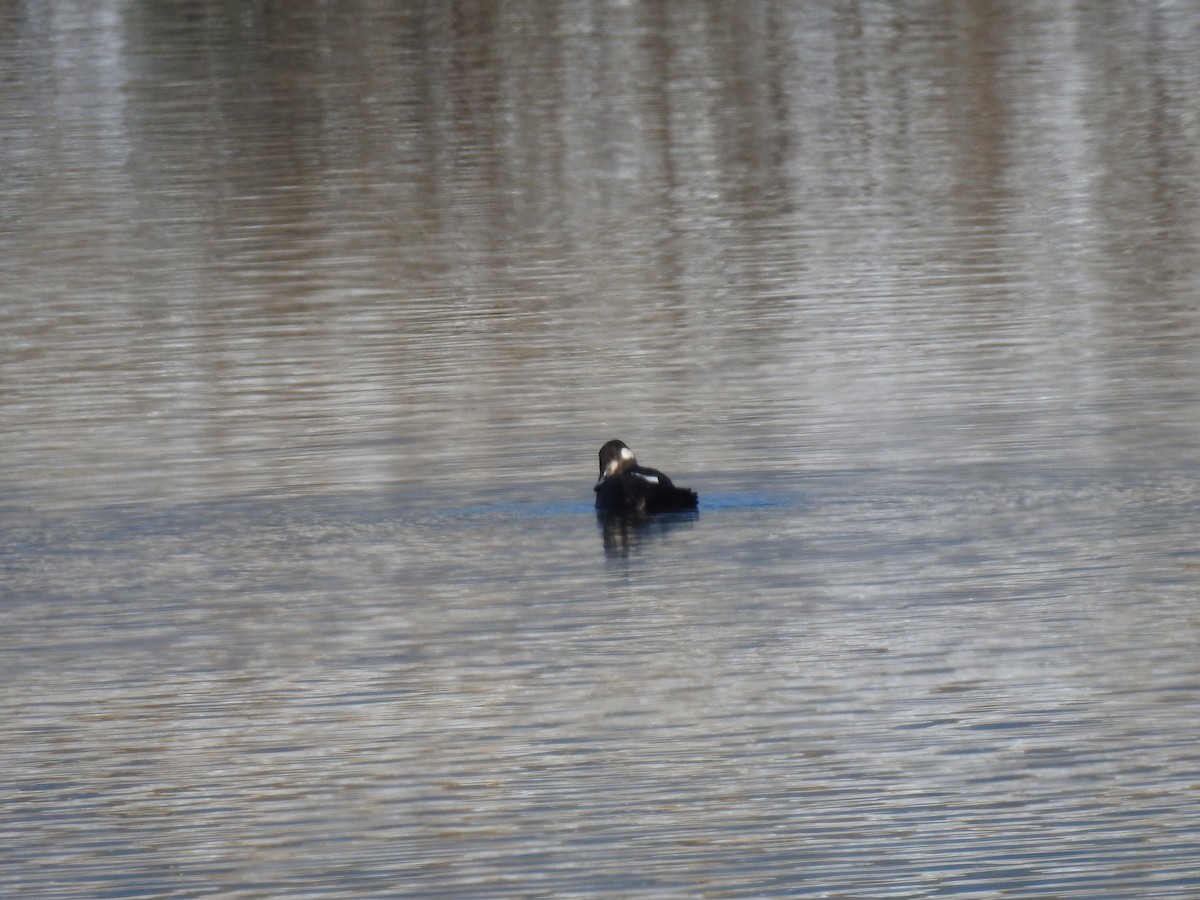 White-winged Scoter - ML276445971