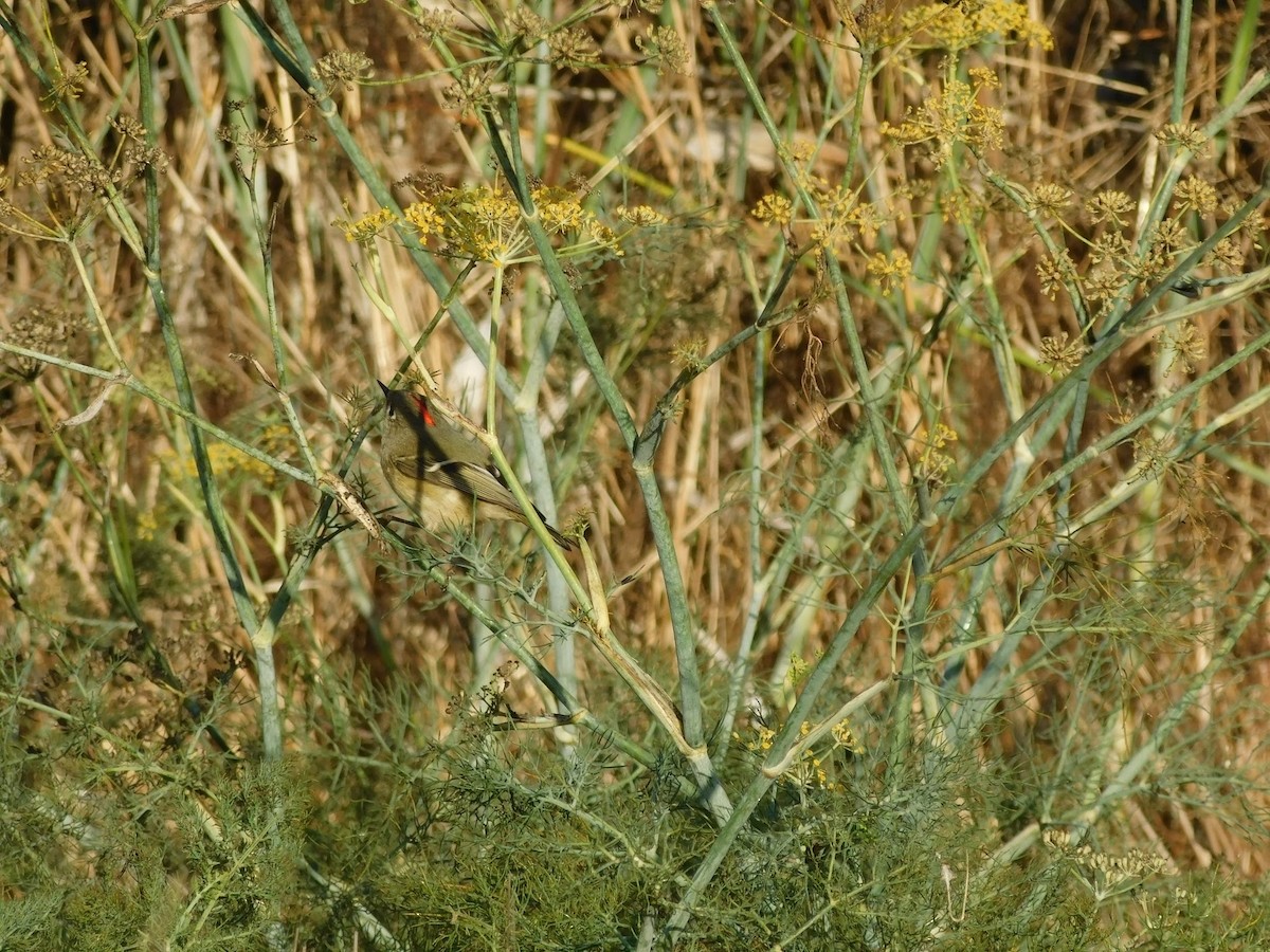 Ruby-crowned Kinglet - ML276446081