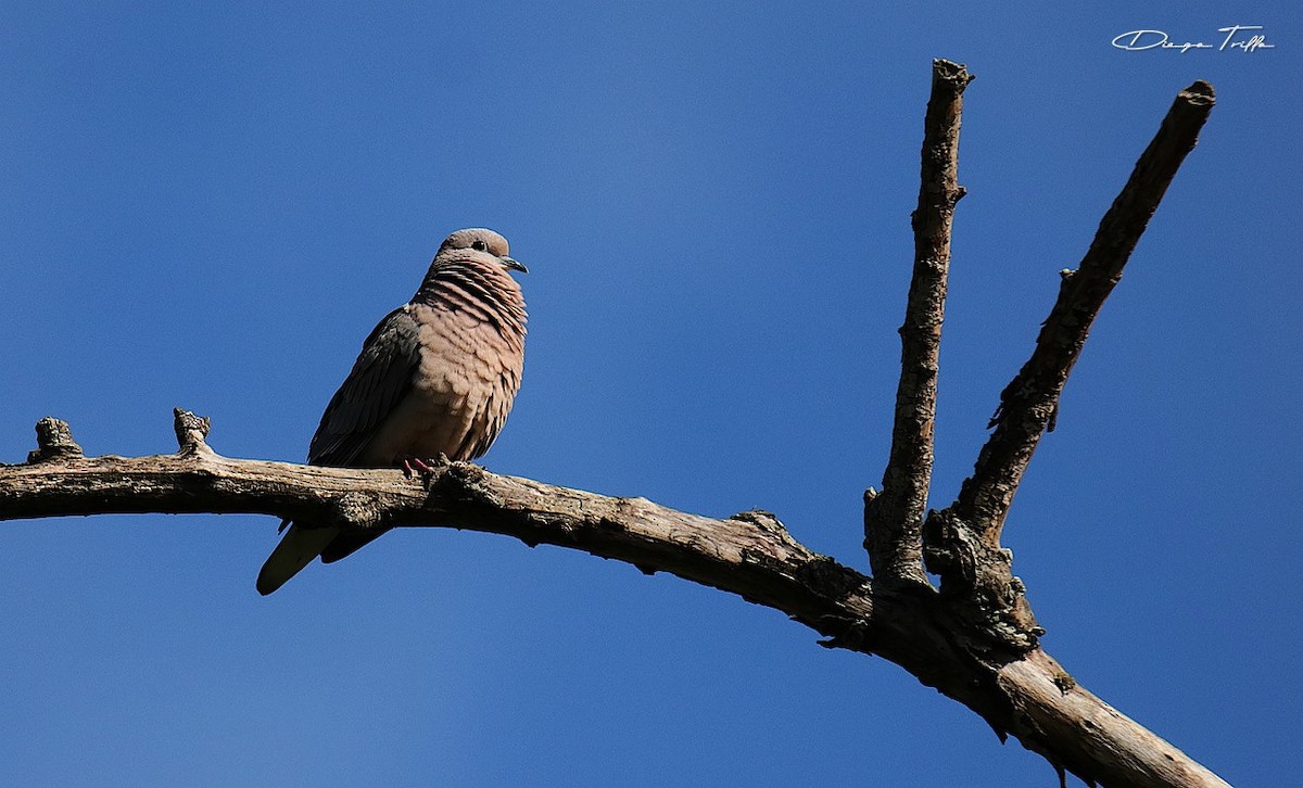 Eared Dove - ML276446111