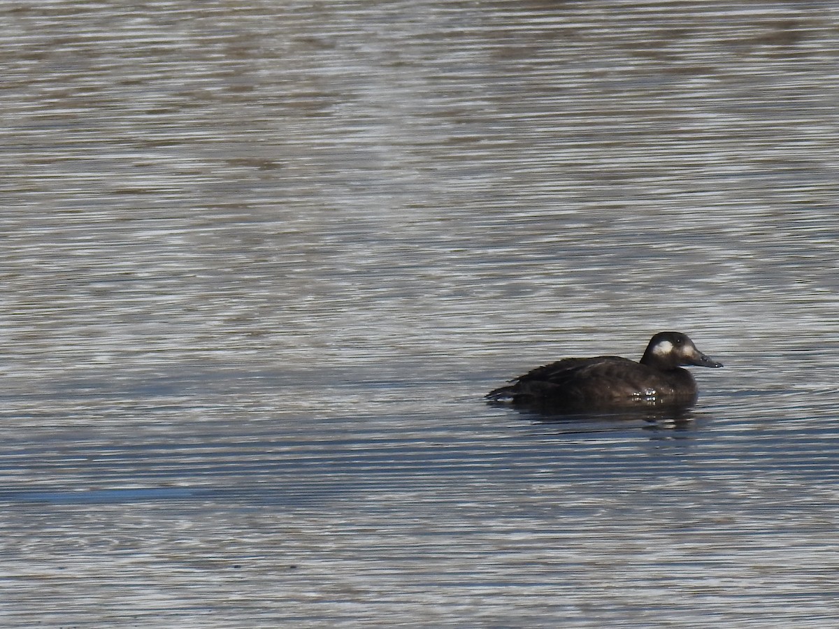 White-winged Scoter - ML276446271