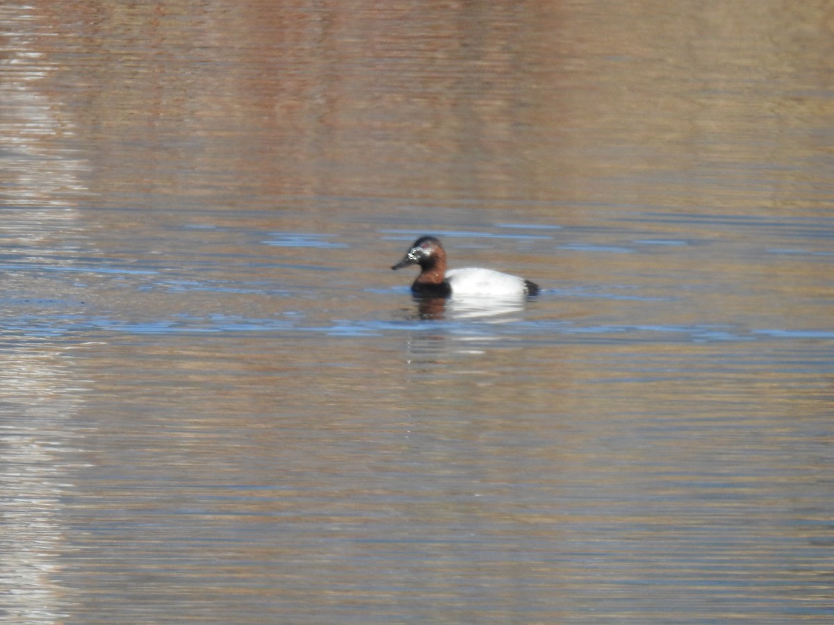 Canvasback - ML276446541