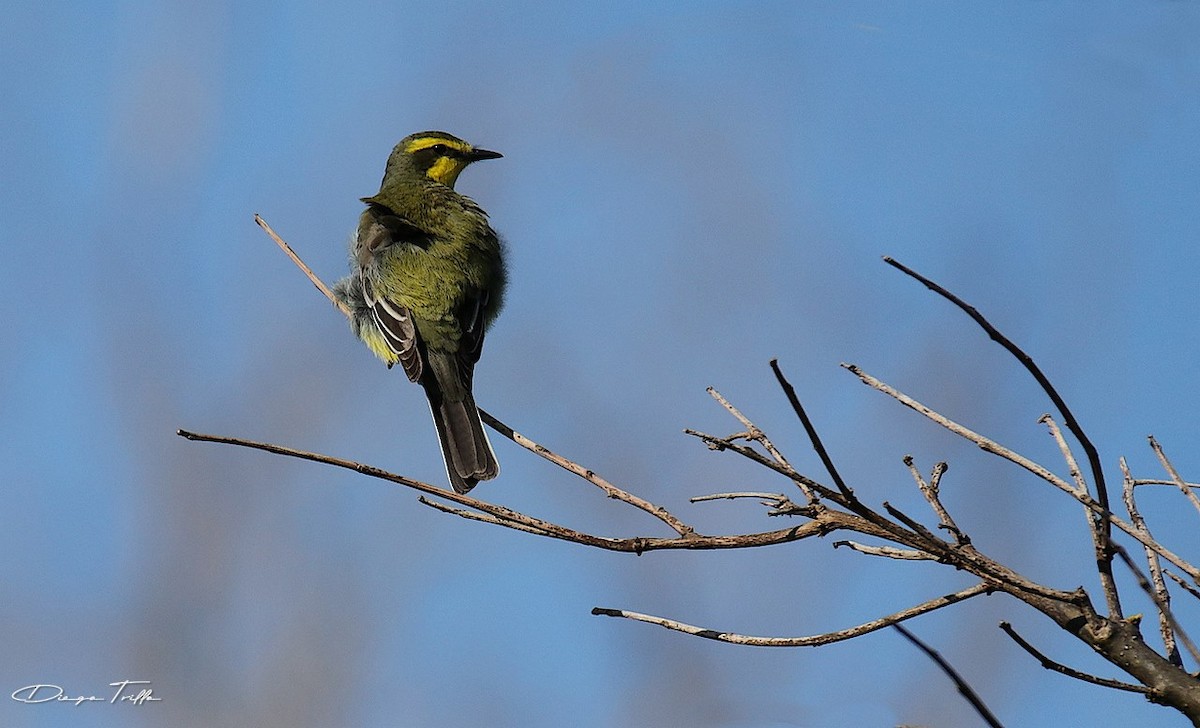 Yellow-browed Tyrant - Diego Trillo