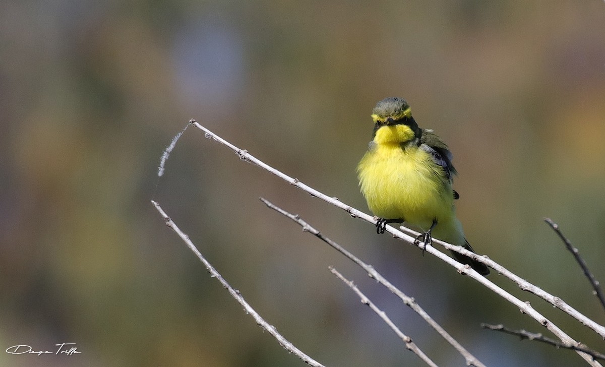 Yellow-browed Tyrant - Diego Trillo