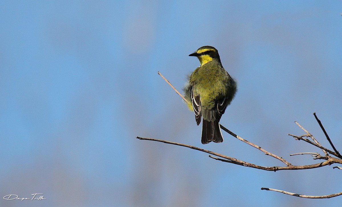 Yellow-browed Tyrant - Diego Trillo