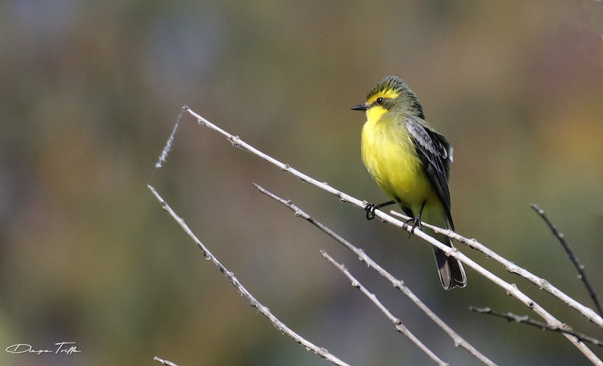 Yellow-browed Tyrant - Diego Trillo